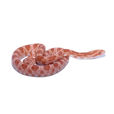 Amel Masque Corn Snake